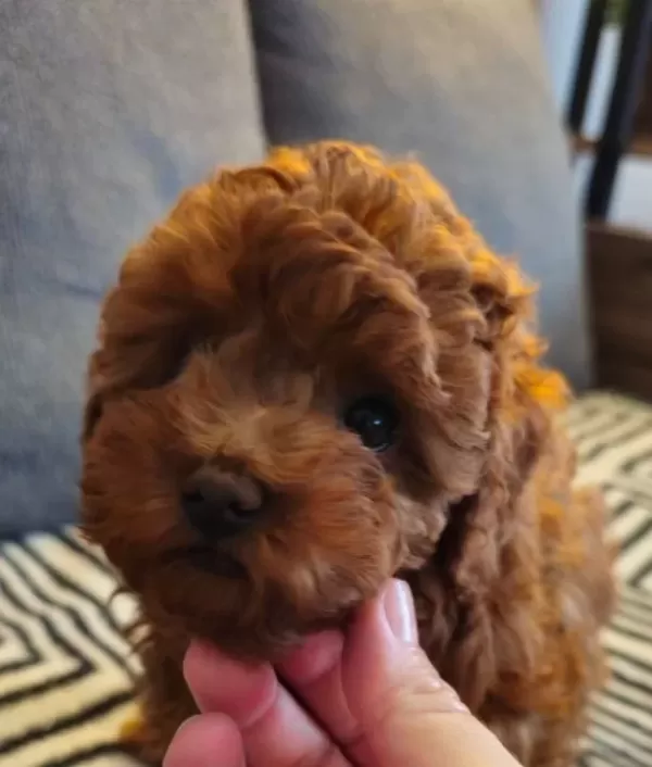 Red Brown Kore Toy Poodle Aileden