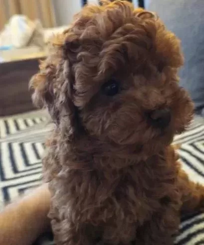 Red Brown Kore Toy Poodle Aileden