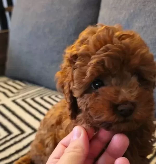 Red Brown Kore Toy Poodle Aileden