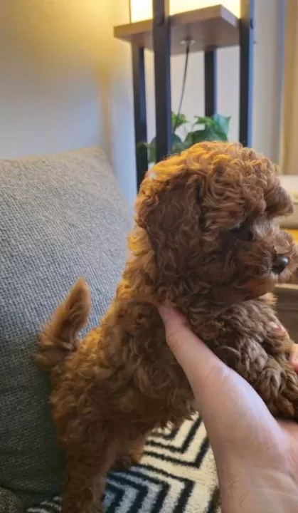 Red Brown Kore Toy Poodle Aileden