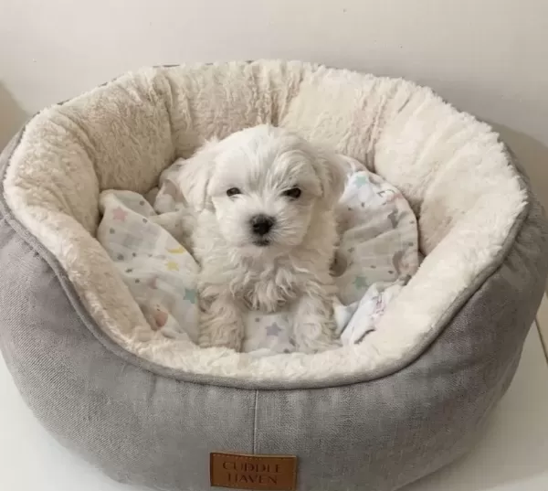 Minik Bebekler