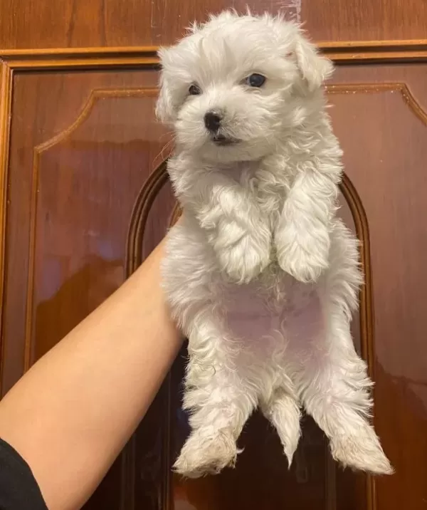 Minik Bebekler