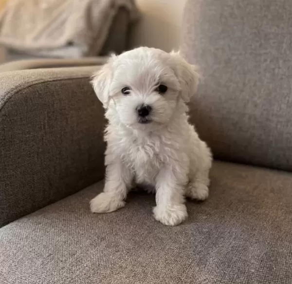 Minik Bebekler