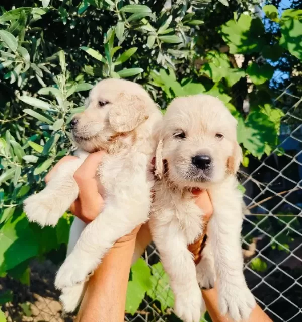 A Kalite Golden Yavruları