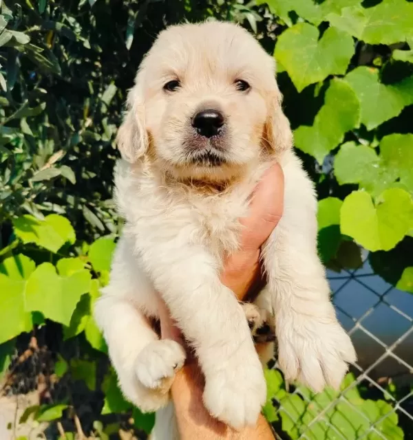A Kalite Golden Yavruları