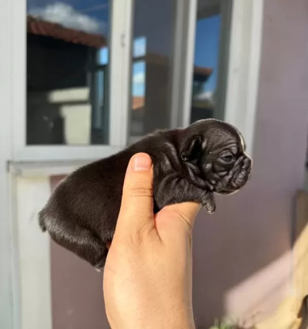 French Bulldog Yavrular