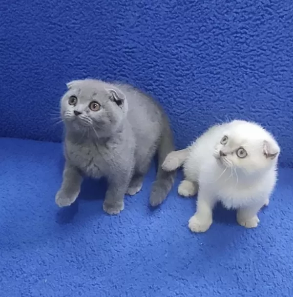 İstanbul İçi 7/24 Adrese Teslim Scottish Fold Ponçikler