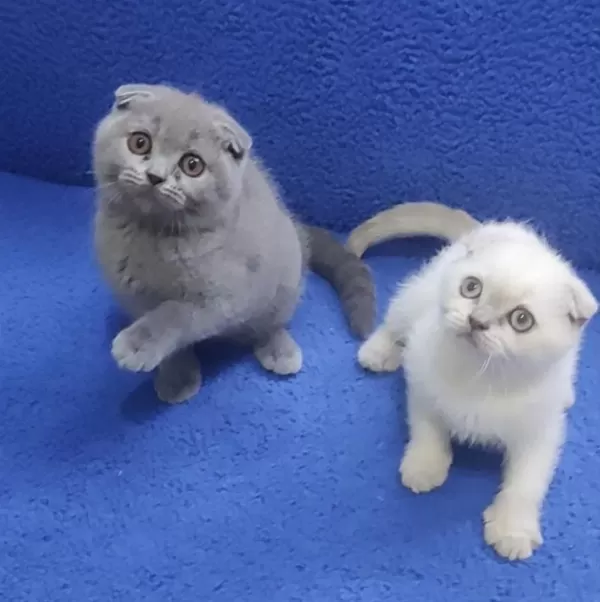 İstanbul İçi 7/24 Adrese Teslim Scottish Fold Ponçikler