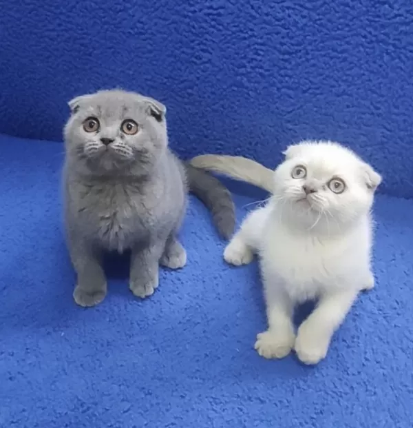 İstanbul İçi 7/24 Adrese Teslim Scottish Fold Ponçikler