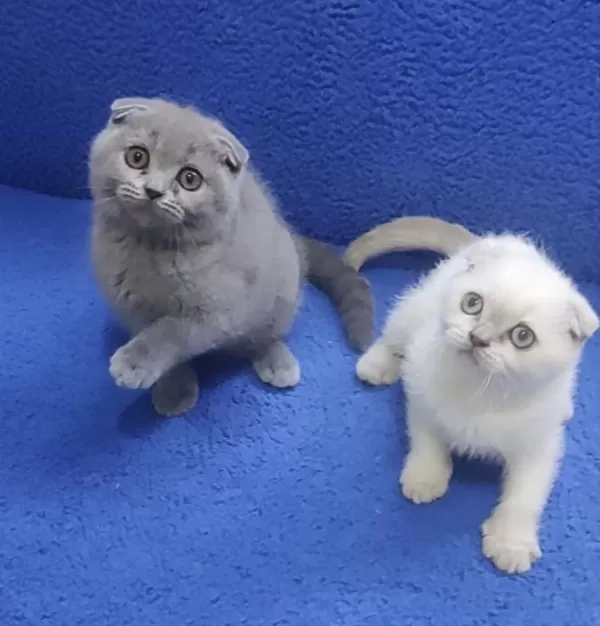 İstanbul İçi 7/24 Adrese Teslim Scottish Fold Ponçikler