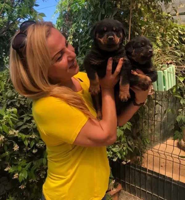 Macar Koca Kafa Muhteşem Rottweiler Yavrularımız