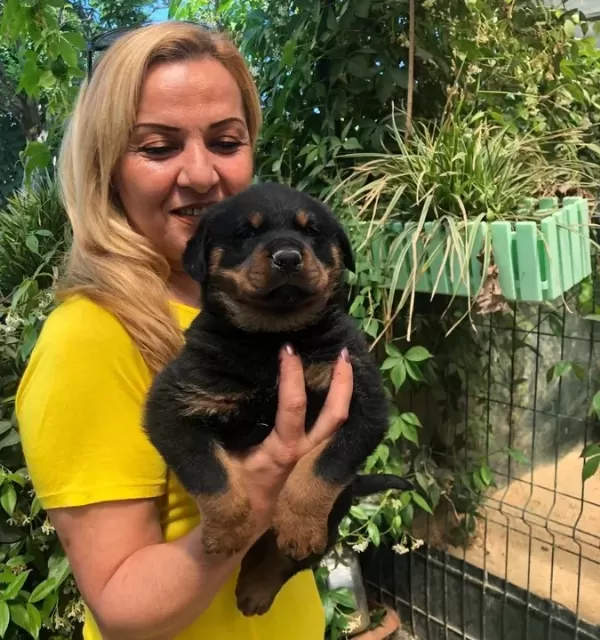 Macar Koca Kafa Muhteşem Rottweiler Yavrularımız