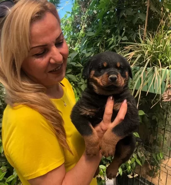 Macar Koca Kafa Muhteşem Rottweiler Yavrularımız