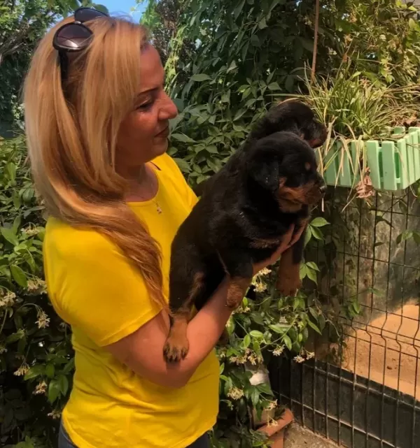 Macar Koca Kafa Muhteşem Rottweiler Yavrularımız
