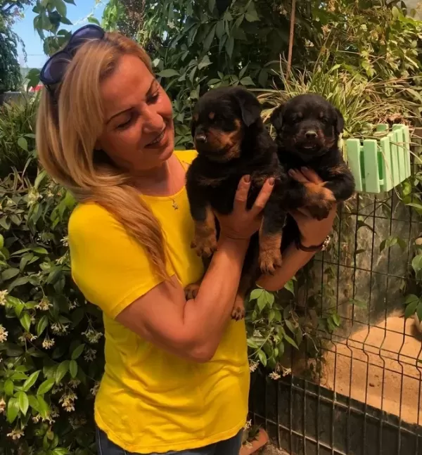 Macar Koca Kafa Muhteşem Rottweiler Yavrularımız
