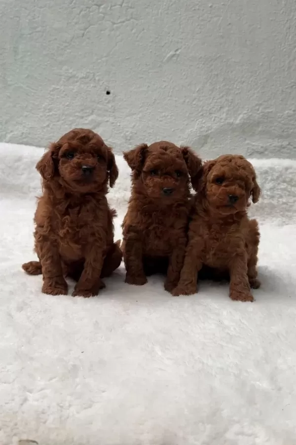 Oyuncak Boy Erkek Dişi Poodle Kurabiyeler