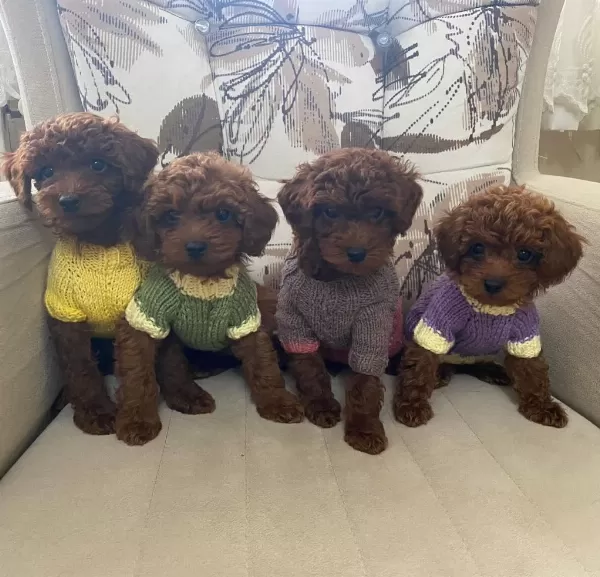 Seçkin Poodle Yavrular Ziyarete Açik
