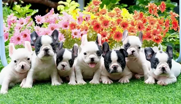 French Bulldog Yavrulari