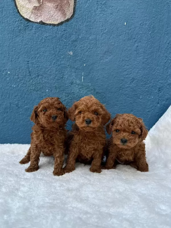 Güzellik Abidesi Erkek Dişi Poodle Bebekler