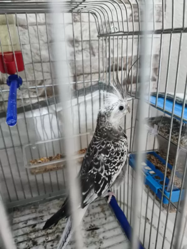 8 Aylık Renk Güzeli Sultan Papağanı