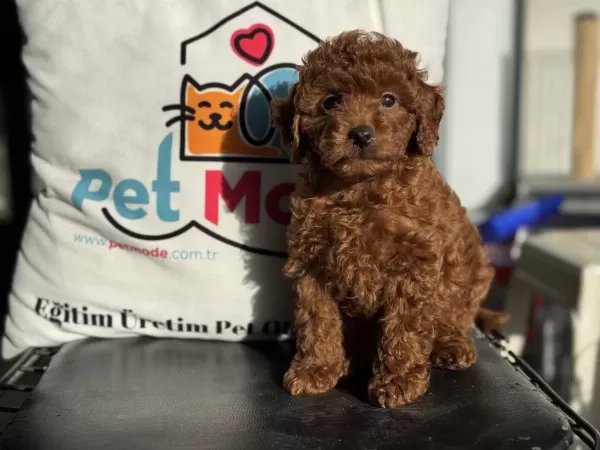 Ankarada Ziyarete Açık Redbrown Toy Poodle