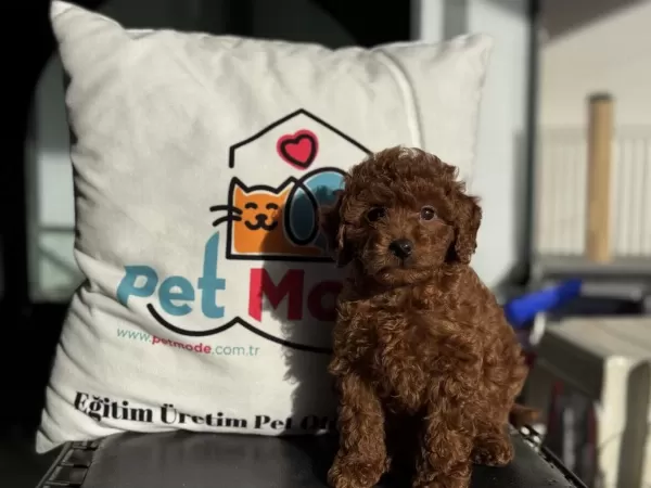 Ankarada Ziyarete Açık Redbrown Toy Poodle