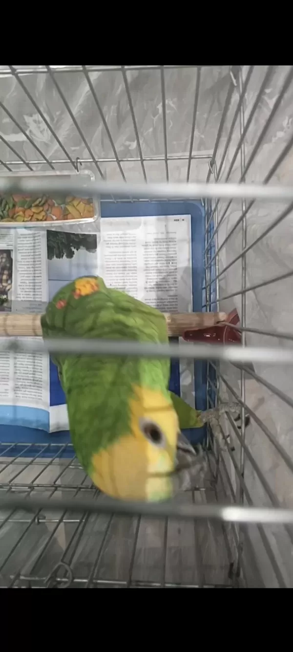 Sari Alin Amazon Papağani