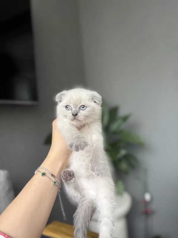 Scottish Fold Blue Point Yavrularim