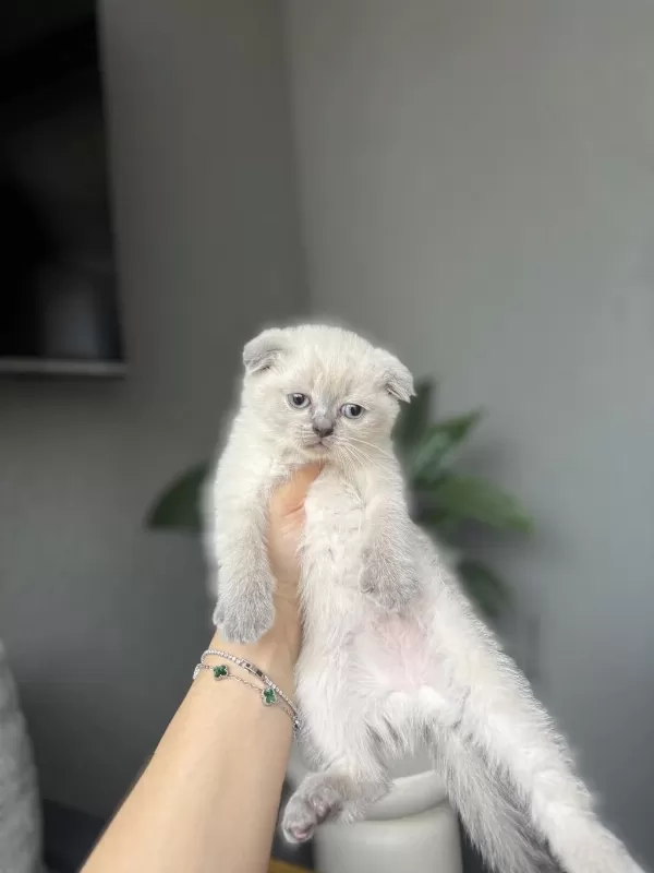 Scottish Fold Blue Point Yavrularim