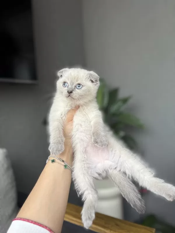 Scottish Fold Blue Point Yavrularim