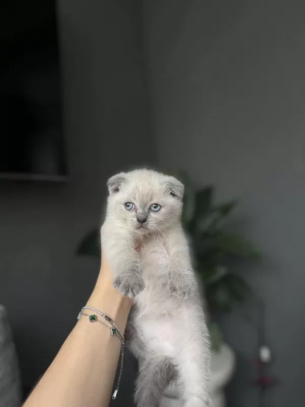 Scottish Fold Blue Point Yavrularim