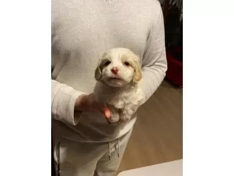 Xs Maltipoo Bebeklerimiz