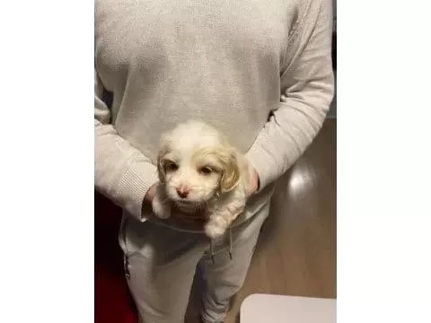 Xs Maltipoo Bebeklerimiz