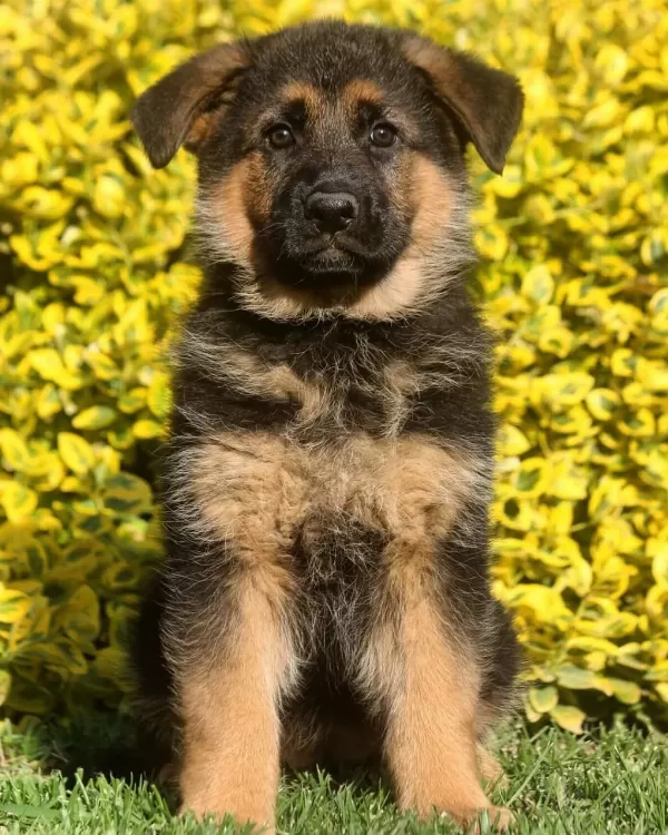 Alman Çoban Köpeği Yavrulari