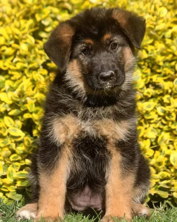 Alman Çoban Köpeği Yavrulari