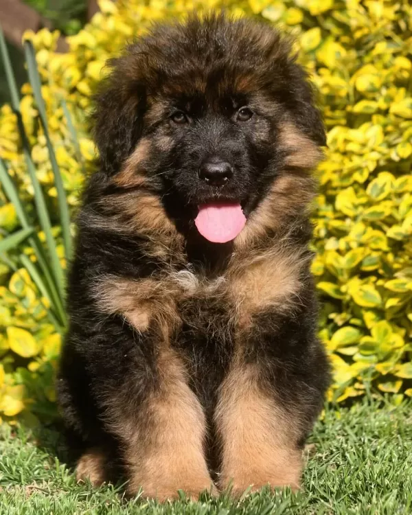 Alman Çoban Köpeği Yavrulari