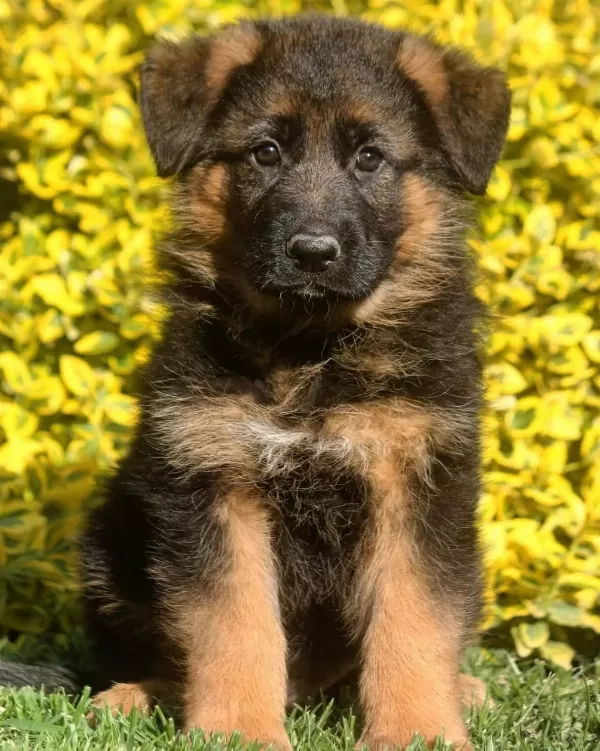 Alman Çoban Köpeği Yavrulari