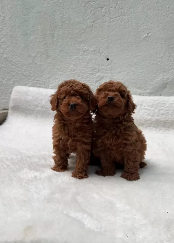 Anatomi Harikasi Oyuncak Boy Poodle Bebekler