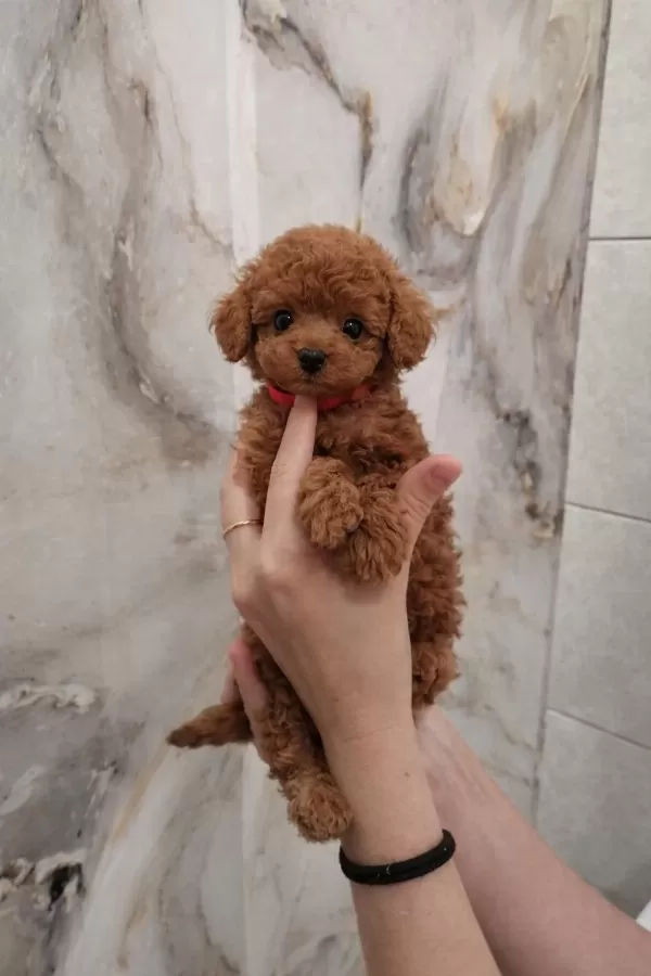 İrk Garantili Poodle Yavrulari