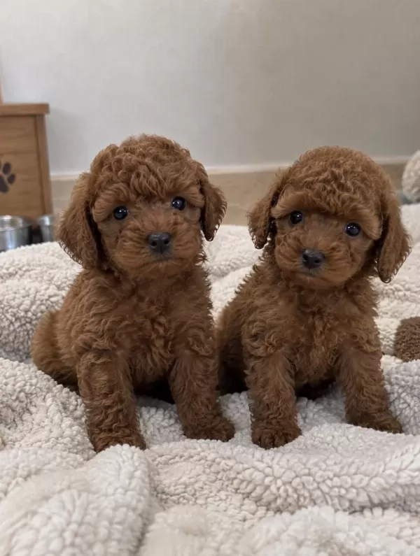 Minik Ve Sevimli Toy Poodle Yavrularimiz