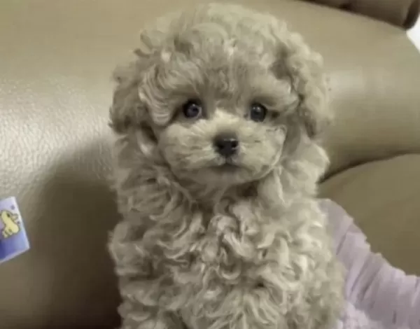Sağlıklı Toy Poodle Kore