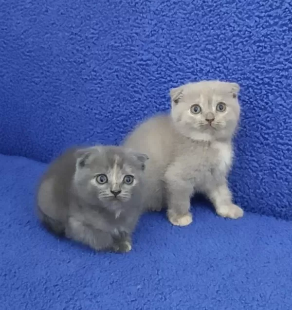 İstanbul İçi 7/24 Adrese Teslim Scottish Fold Ponçikler