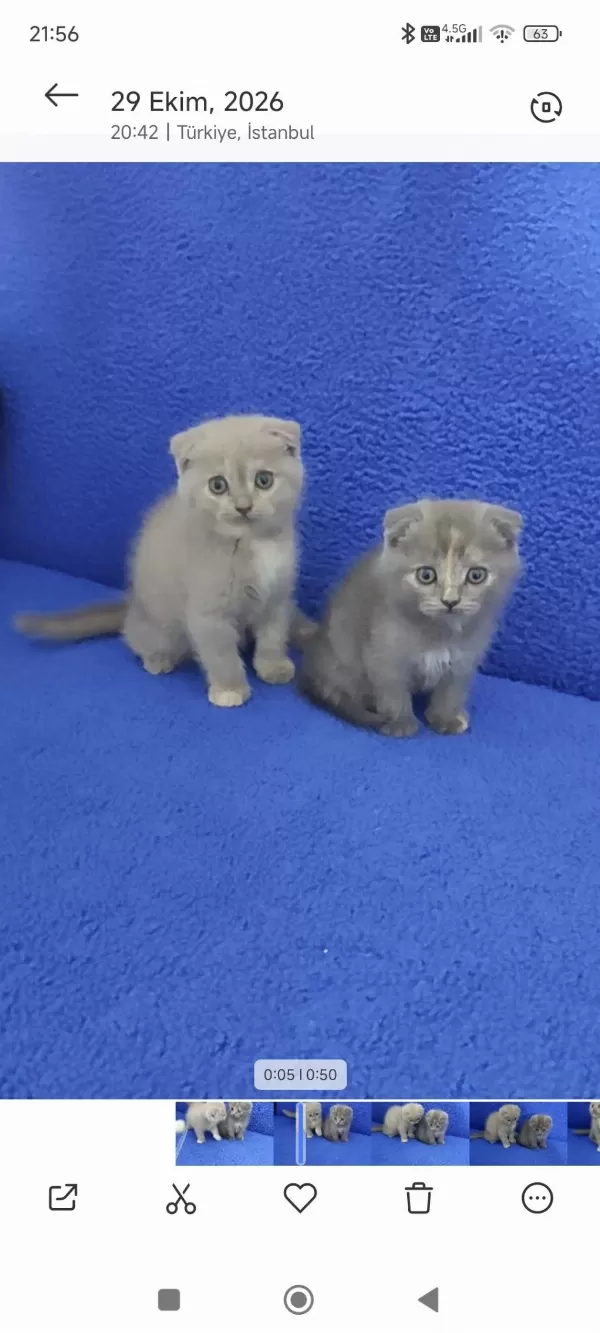 İstanbul İçi 7/24 Adrese Teslim Scottish Fold Ponçikler