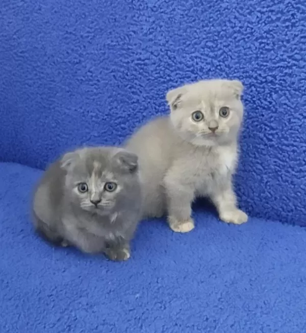 İstanbul İçi 7/24 Adrese Teslim Scottish Fold Ponçikler
