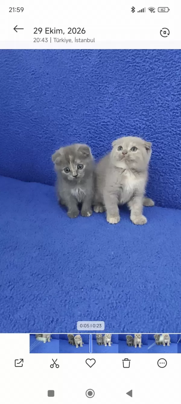 İstanbul İçi 7/24 Adrese Teslim Scottish Fold Ponçikler