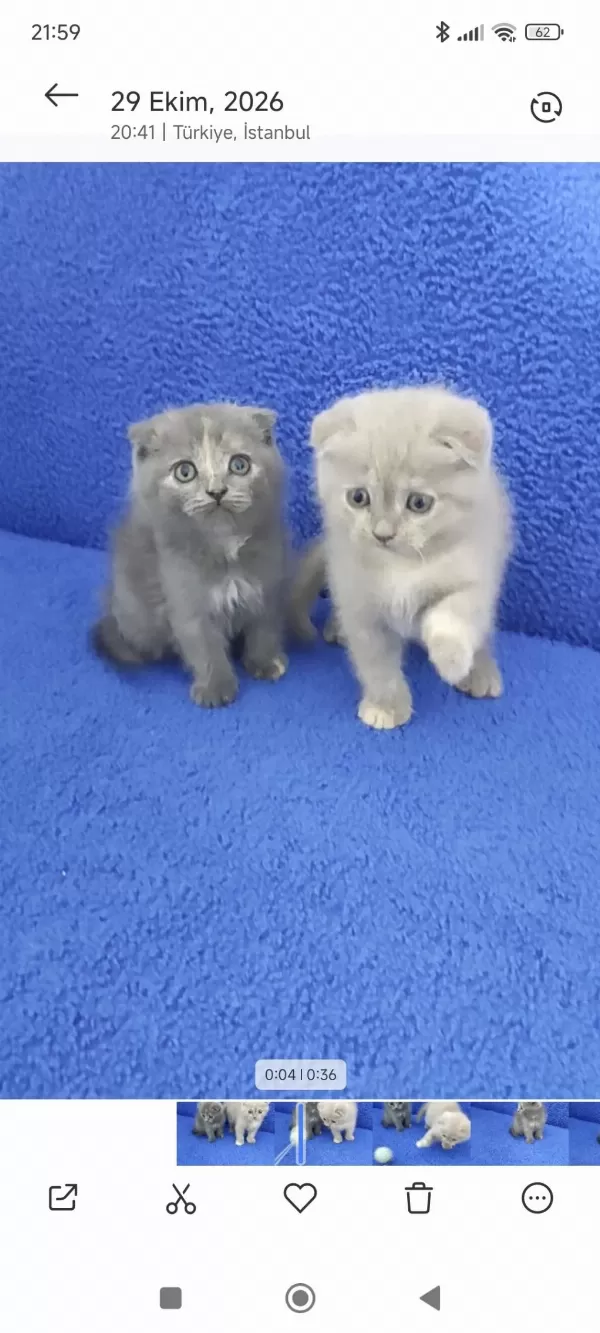 İstanbul İçi 7/24 Adrese Teslim Scottish Fold Ponçikler