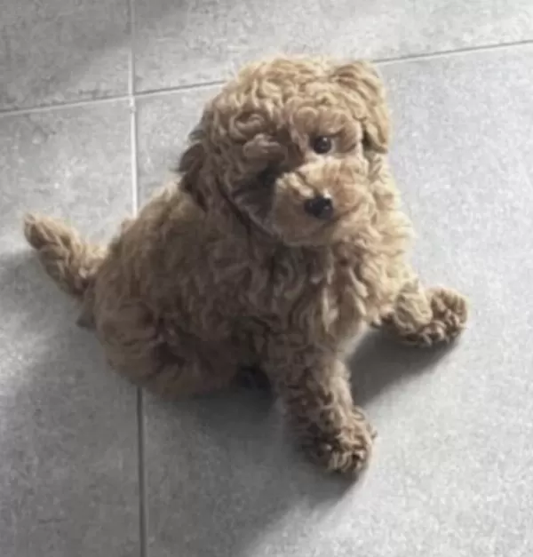 Toy Poodle Köpeğimiz
