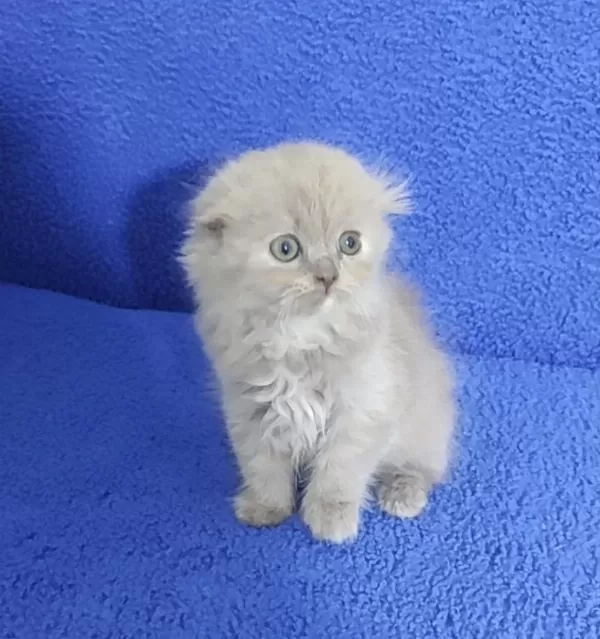İstanbul İçi 7/24 Adrese Teslim Scottish Fold Longhair