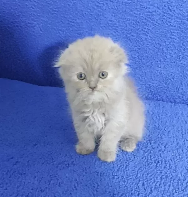 İstanbul İçi 7/24 Adrese Teslim Scottish Fold Longhair