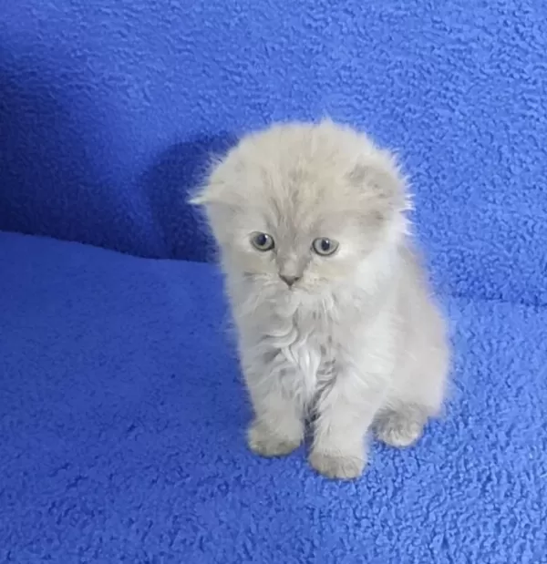 İstanbul İçi 7/24 Adrese Teslim Scottish Fold Longhair